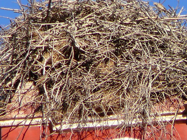 Nid de cigogne Le nid est colonisé par les oiseaux.