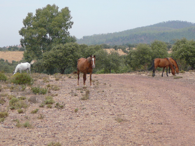 Chevaux sur la piste 