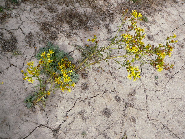 Fleur automnale Elle pousse malgré la sécheresse de la terre.