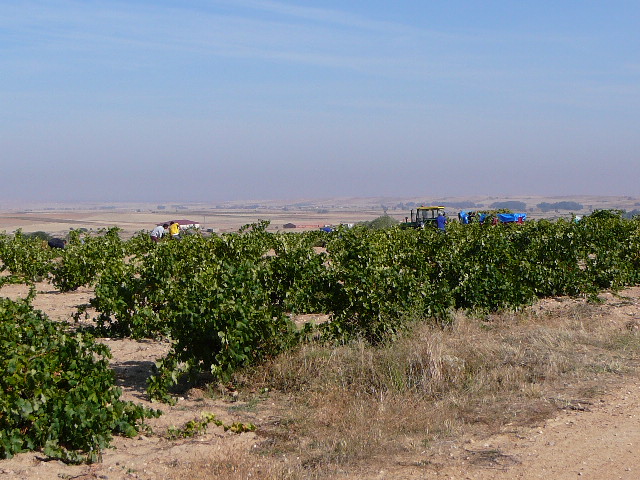05 Villanueva de Campeán Vendange