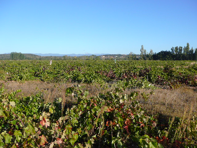 Vignes La Via Plata ne traverse pas de grandes régions de vin, ni le <i>Camino Sanabrés</i> que nous suivons maintenant depuis Tábara.