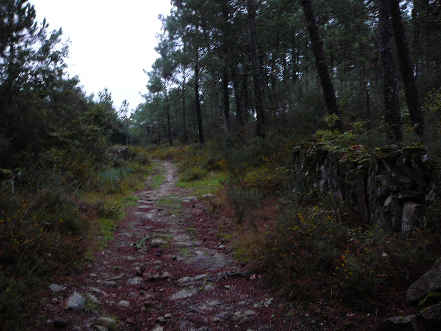 Un chemin de verdure 