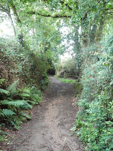 Chemin de rêve 