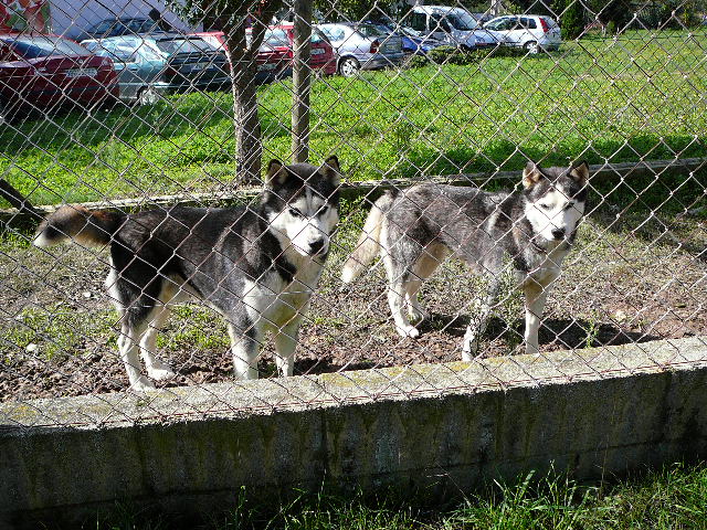 Symphatiques et enjoués derrière leur clôture Rares sont les chiens qui n'ont pas aboyé à notre passage. Peut-être une dizaine au maximum, alors que pratiquement une maison sur deux possède un chien.
